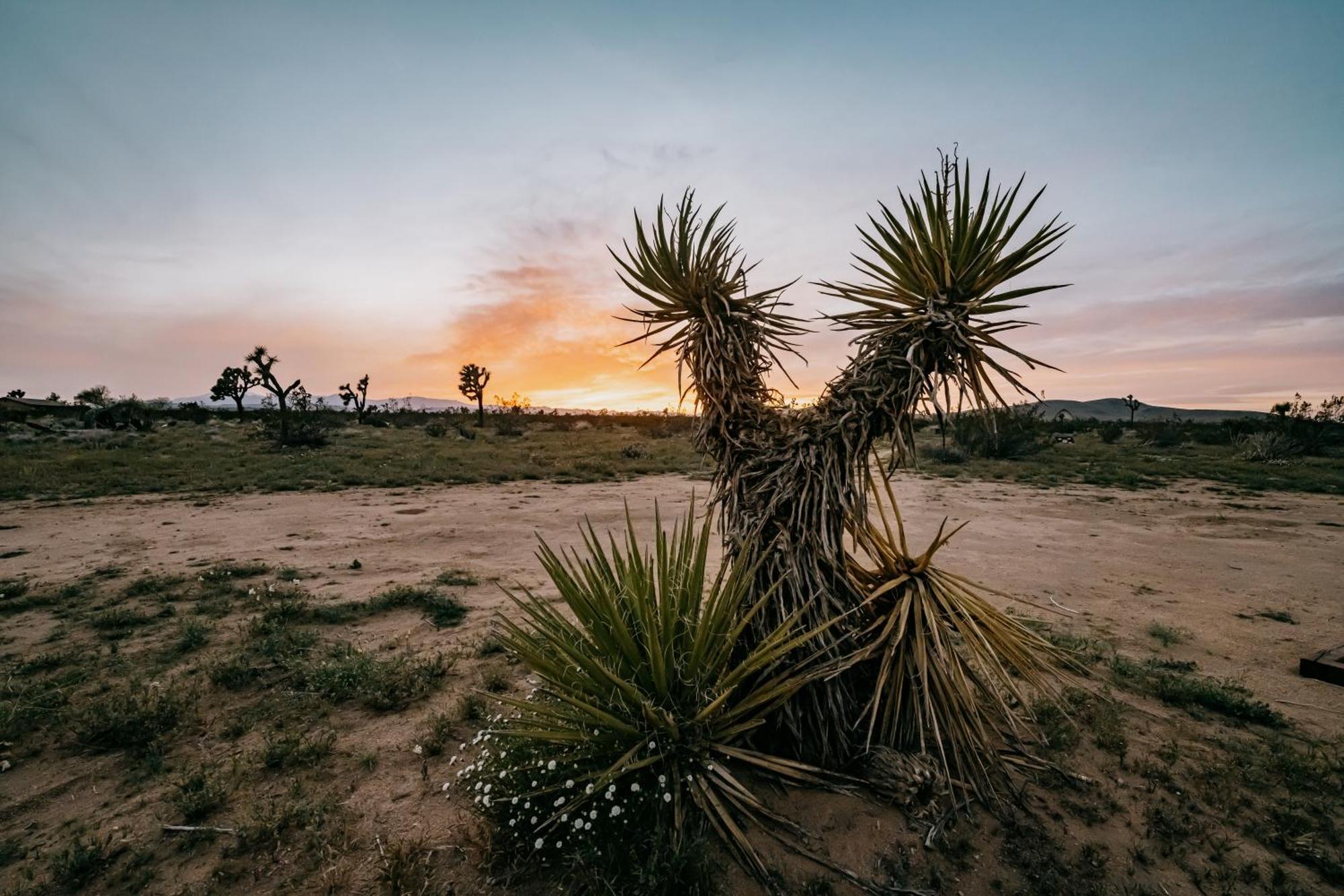 Coyote Tracks - A Modern Desert Experience Villa Joshua Tree Exterior foto